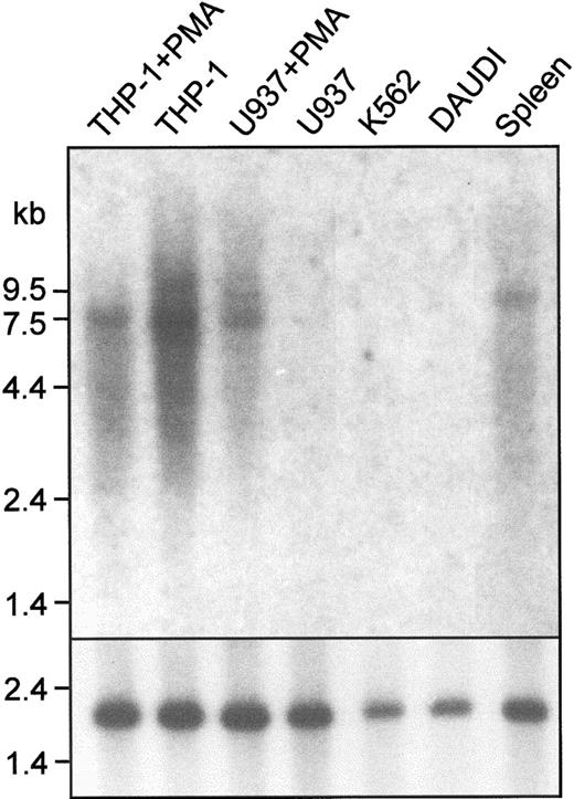 Fig. 2. Northern blot analysis shows that human Sn mRNA is expressed in macrophage-like cell lines and in the spleen. / A total of 10 μg mRNA from the indicated sources was loaded in each lane. The blot was probed with a 1.2-kb EcoRI fragment of pTH1 (top panel) or with a human actin cDNA to control for loading (bottom panel). A single transcript of 7.5 kb is present in THP-1 cells, PMA-treated U937 cells, and in human spleen. Cell lines are as follows: THP-1, monocytic; U937, promonocytic; Daudi, B-cell; K562, myeloerythroid.