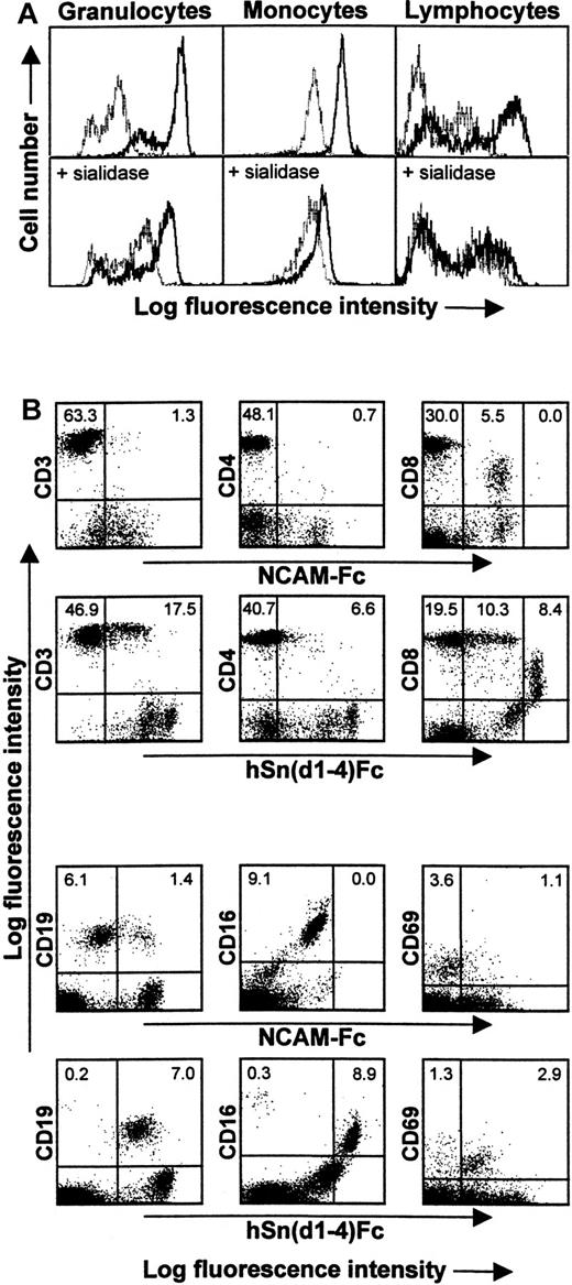 Fig. 4. Human Sn(d1-4)Fc binds specifically to granulocytes, monocytes, and a subset of lymphocytes/NK cells. / (A) Blood leukocytes were either untreated (top panels) or treated with sialidase (bottom panels) and then labeled with Fc proteins followed by FITC-antihuman IgG to detect Fc protein binding. FACS histograms show staining of granulocytes, monocytes, and lymphocytes/NK cells with either hSn(d1-4)Fc (solid lines) or with the control protein, NCAM-Fc (dotted lines). The background labeling with NCAM-Fc is likely to be due to nonspecific Fc receptor binding. The population of granulocytes with lower fluorescence following staining with hSn(d1-4)Fc corresponds to eosinophils, as determined by double labeling for CD16 found at high levels on neutrophils and low levels on eosinophils (not shown). Following sialidase treatment, binding of hSn(d1-4)Fc is reduced to the background levels seen with NCAM-Fc for all cell populations. (B) Double labeling of the lymphocyte/NK cell population with NCAM-Fc or hSn(d1-4)Fc together with the indicated mAbs. The percentages of cells in the upper quadrants are indicated. This analysis shows that Sn stains a subset of CD3+ T cells, most of which are CD8high T cells. The CD8dim cells correspond to NK cells that are labeled nonspecifically by NCAM-Fc but show additional staining with hSn(d1-4)Fc. Most CD19+ B cells and most CD16+ NK cells were also labeled. The majority of recently activated CD69+ lymphocytes were also stained by hSn(d1-4)Fc. Similar results were obtained in 3 independent experiments.