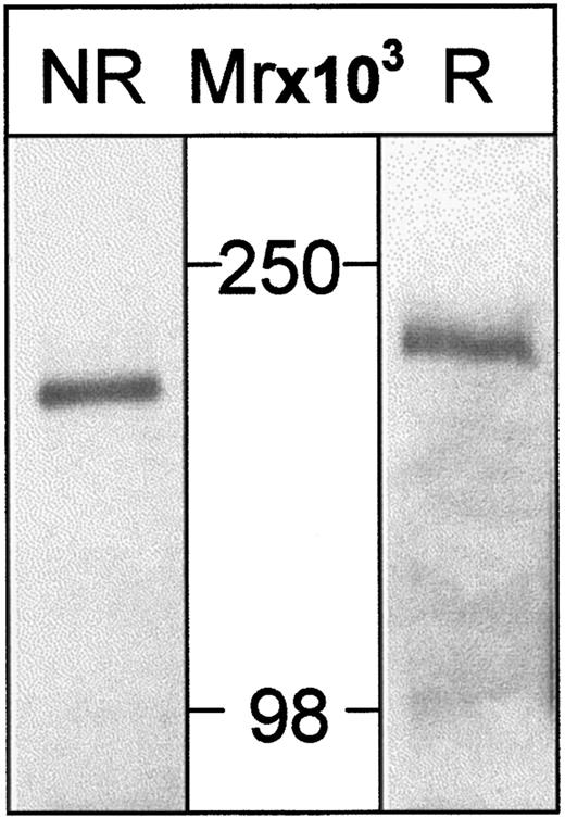Fig. 5. Human Sn is immunoprecipitated from THP-1 cells as a single species of about 200 kd. / THP-1 cells were surface-labeled with biotin and lysates subjected to immunoprecipitation with HSN1 mAb. Samples were run either nonreduced (NR) or reduced (R) on 6.5% PAA gels, transferred to nitrocellulose, and proteins on Western blots detected with streptavidin-HRP followed by enhanced chemiluminescence. A single species is detected that migrates at about 180 kd (nonreduced) or about 200 kd (reduced).
