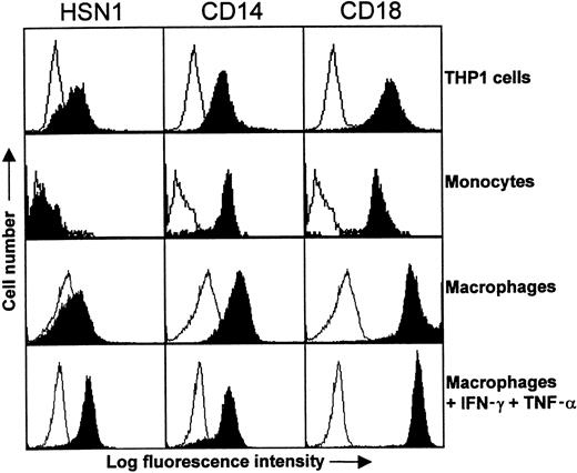 Fig. 6. Expression of Sn on THP-1 cells and monocyte-derived macrophages. / Either whole blood, THP-1 cells, or monocyte-derived macrophages were labeled with the indicated mAbs followed by FITC-conjugated F(ab′)2 goat antimouse IgG. Monocytes were gated according to their characteristic forward and side scatter profiles following lysis of RBCs. Sn was expressed by THP-1 cells but was undetectable on the surface of monocytes. In comparison, the myeloid antigens CD14 and CD18 are expressed at high levels on both cell populations. Monocytes cultured for 6 days with autologous serum expressed only low levels of Sn, whereas addition of IFN-γ and TNF-α for 2 days of culture led to significant Sn expression. The data are representative of 2 to 3 experiments.
