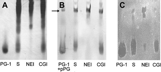 Fig. 1. The effect of protease inhibitors on the production of antibacterial protegrins in wound fluid. / Wound fluids (100 μL) induced by HBSS with solvent only (S), with 0.25 mM N-methoxysuccinyl-AAPV chloromethyl ketone (NEI), or with 0.25 mM ZGLF chloromethyl ketone (CGI) were analyzed by (A) Coomassie-stained AU-PAGE, (B) Western blot with anti-PG mAb, and (C)E coli gel overlay. We used 1 μg PG-1 as a standard. We also used 1 μg proprotegrin (pPG) as a control in the Western blot (panel B, arrow).