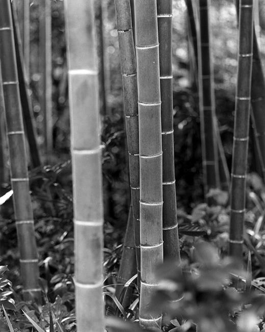 Bamboo in Kyoto. / Kenneth Kaushansky.