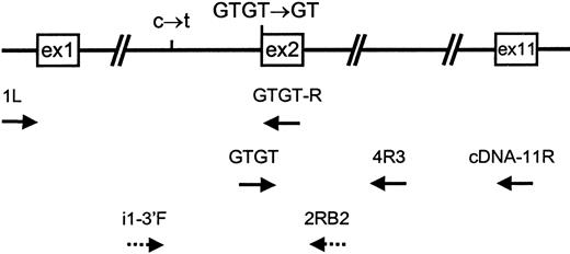 Fig. 1. Location of oligonucleotide primers used for allele-specific amplification of. / NCF-1. Solid arrows below the gene indicate the direction and approximate position of primers used for allele-specific amplification of the p47-phox gene. Broken arrows indicate primers used for sequencing to ensure that only GTGT-containing alleles had been amplified. The 2 mutations shown above the gene, C → T in intron 1 and GTGT → GT in exon 2, are specific for ψNCF-1 (see text).