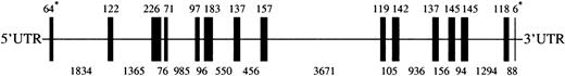Fig. 1. Mouse. / Lu gene. A cartoon depicting the 13575 bpLu gene. Vertical bars represent the 15 exons ofLu. The sizes of exons are shown above the cartoon and sizes of introns below. *The sizes of the 1st and 15th exons indicate the number of bases in coding sequence only. UTR indicates untranslated region.