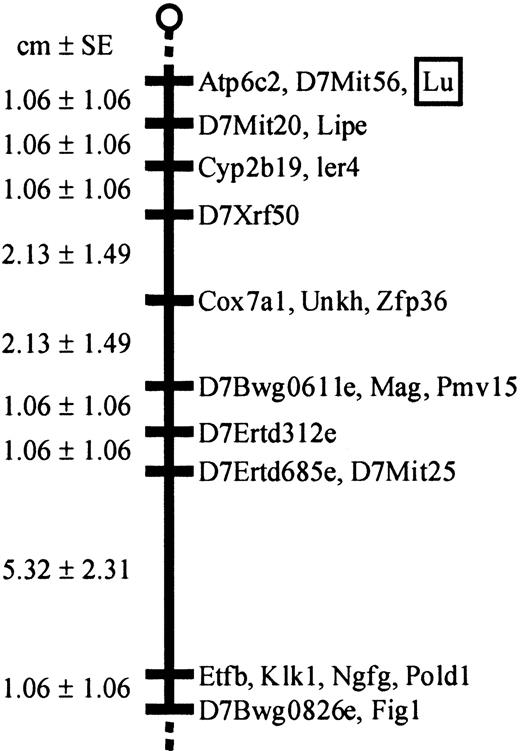 Fig. 2. Lu localizes to region of mouse chromosome 7 that shows conserved synteny with human 19q13.2. / Chromosomal localization ofLu on the Jackson Laboratory BSS interspecific back-cross panel. The map is depicted with the centromere toward the top. The percent recombination (R) between adjacent loci is given to the left of the chromosome bar, with the SE for each R. Loci mapping to the same position are listed in alphabetical order. Missing typings were inferred from surrounding data where assignment was unambiguous. References for mapping the other loci are publicly available from The Jackson Laboratory Mapping Resource through http://www.jax.org /resources/documents/cmdata.