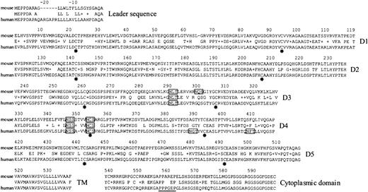 Fig. 3. Alignment of mouse and human Lutheran glycoprotein sequences. / Identical amino acid residues and conservative substitutions (+) between the mouse and human sequences are indicated. Residues are numbered from the known N-terminal residue in human Lu gp. The 2 cysteine residues (*) within each of the 5 predicted IgSF domains are conserved. Potential N-glycosylation sites are boxed—3 of the 4 sites in the mouse sequence are conserved. The proline-rich, putative SH3-binding site within the cytoplasmic domain of human Lu gp is underlined—this motif is partly conserved in the mouse sequence. D1-D5 indicates 5 extracellular, IgSF domains; TM, transmembrane region. The cDNA and translated amino acid sequences have been submitted to GenBank (accession number AF221507).
