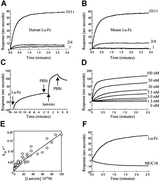 Fig. 4. Human and mouse Lu-Fc bind laminin 10/11 specifically and with high affinity. / Binding of human laminin 10/11 to recombinant Lu-Fc proteins was examined in an optical biosensor. (A) Human Lu-Fc bound 42-nM purified human laminin 10/11 (10/11) but not 42-nM crude human, placental laminin 2/4 (2/4), or 42-nM mouse, EHS, laminin 1(1). (B) Mouse Lu-Fc bound 42-nM purified human laminin 10/11 (10/11) but not 42-nM crude human, placental laminin 2/4 (2/4), or 42-nM mouse laminin 1(1). (C) Lu-Fc was captured on the anti-Fc surface at time −15 minutes and allowed to associate until the biosensor recorded a response of 100 arc seconds. The Lu-Fc was removed and fresh buffer (PBSt) was added at time −2.5 minutes. Soluble, human laminin 10/11 was applied (final concentration 24 nM) at time 0 minute and association was recorded for 4 minutes before the laminin was exchanged for PBSt and dissociation rate (koff) of the complex was measured. In all experiments Fc fusion proteins were applied to the anti-Fc matrix to give an instrument response of 100 arc seconds before washing with PBSt, addition of laminin at time 0 minute and measurement of laminin binding. (D) Association rates (kon) for the interaction of human Lu-Fc with human laminin 10/11 were measured at laminin concentrations in the range 0.1 to 100 nM by curve fitting using the biosensor software; representative data are shown. (E) The measured values for kon were plotted against laminin concentration and the association rate constant (kass) was derived from the gradient of this plot using the biosensor software. (F) Human Lu-Fc but not the structural analogue MUC 18-Fc (MUC18) bound 10 nM laminin 10/11.