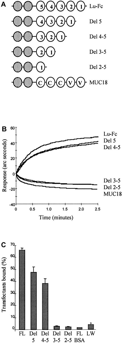 Fig. 6. The first 3, N-terminal IgSF domains of human Lutheran bind human laminin 10/11. / (A) Cartoons depicting the structures of full-length Lu-Fc, Lu deletion mutants lacking one or more IgSF domains also expressed as Fc fusion proteins, and the structural analogue MUC18-Fc. (B) These constructs were captured on the anti-Fc biosensor cuvette, then purified human laminin 10/11 (final concentration 10 nM) was added at time 0 minute and association was recorded. Lu-Fc and the mutants Del 5 and Del 4-5 gave a positive binding curve, whereas the mutants Del 3-5 and Del 2-5 and the MUC18-Fc (MUC18) control failed to bind laminin 10/11. (C) Fluorescently labeled K562 transfectants expressing full-length Lu gp or domain deleted Lu gp were tested for adhesion in microplates coated with 10−12 mole purified human laminin 10/11 per well. The extracellular IgSF domain organization of the Lu gp constructs expressed by these transfectants is the same as that depicted for the Fc fusion protein constructs in panel A.22 Transfectants expressing full-length Lu (FL) and mutants Del 5 and Del 4-5 adhered to laminin 10/11 coated plastic, whereas transfectants expressing mutants Del 3-5 or Del 2-5 did not adhere. Negative controls were a K562 transfectant expressing the blood group active LW glycoprotein tested as above (LW) and the K562 transfectant expressing full length Lu gp applied to immobilized bovine albumin (FL BSA).