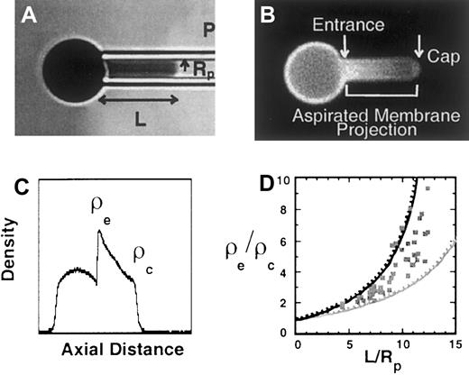 Fig. 7. Redistribution of Lu gp after microdeformation. / (A) Bright field image of red cell being aspirated into micropipette. (B) Fluorescence micrograph and (C) corresponding intensity profile of Lu gp labeled with fluorescent antibody BRIC 221 in the partially aspirated red cell. The intensity profile indicated that the density of FITC-labeled anti-Lu gp increased markedly at the pipette entrance (ρε) and subsequently decreased toward the aspiration cap (ρc). (D) The ratio of entrance to cap density (ρε/ρc) of FITC-labeled anti-Lu gp (squares) plotted as a function of aspiration length (L/Rp). For comparison, the upper dashed black line shows prior data of rhodamine phalloidin-labeled actin, indicating the dependence of ρε/ρc versus L/Rp for molecules tightly associated with the membrane skeleton. The lower dashed gray line shows prior data of eosin-5-maleimide (EMA)-labeled band 3, and indicates the presence of both skeleton-associated and freely diffusing populations of band 3. The interpretation of the density gradient obtained with the fluorescence-imaged microdeformation technique is based on accumulated data from FIMD experiments on red cell membranes with well-defined membrane protein abnormalities. We know that the steepness of the density gradient of a particular protein is determined by the extent of its linkage to the cytoskeleton by analyzing the density distribution of integral proteins in cells in which the skeletal proteins linking these integral proteins to the cytoskeleton are lacking. Specifically, although glycophorin C in normal cells exhibits a steep gradient, it is freely diffusable in protein 4.1-deficient cells because in these cells it is not linked to the membrane skeleton due to absence of protein 4.1.2627 Similarly, in ankyrin-deficient cells, the density of band 3 fails to exhibit a gradient40 because ankyrin molecules are not available to link band 3 to spectrin.