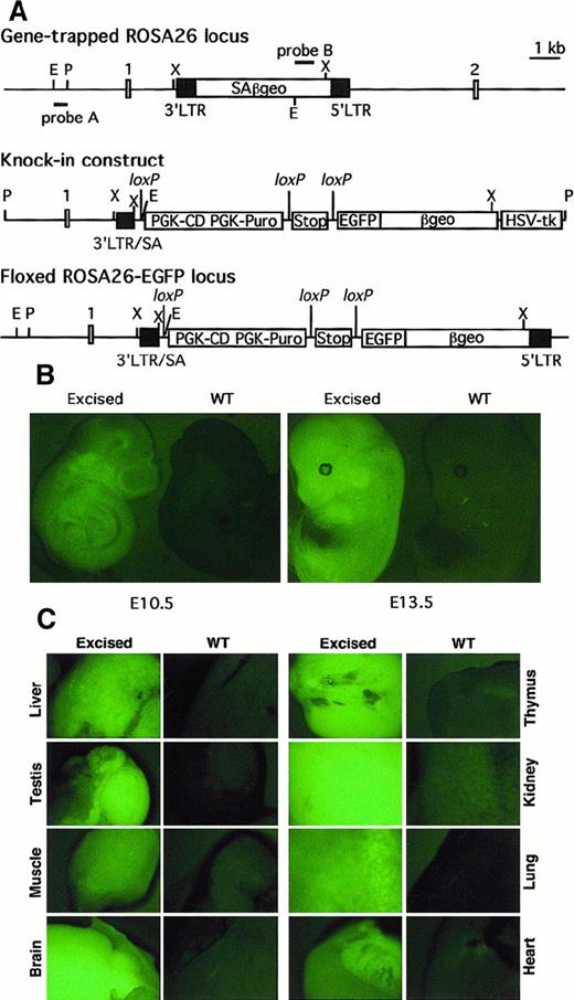 Fig. 1. Targeting of EGFP cDNA to the proviral ROSA26 locus and its expression after Cre-mediated excision of Stop and PGK-CD/PGK-Puro sequences. / (A) Structures of gene-trapped ROSA26 locus, targeting construct, and floxed ROSA26-EGFP locus. The positions of selection cassettes, the Stop fragment, and 3 loxP sites with the same orientation are indicated. E, EcoRI; P, PacI, X,XbaI, SA, splicing acceptor. Positions of probes used to identify and confirm structures are also indicated. (B) EGFP expression in E10.5 and E13.5 wild-type (WT) and excised ROSA26-EGFP embryos. (C) EGFP expression in organs in 1-week-old wild-type or excised ROSA26-EGFP mouse.