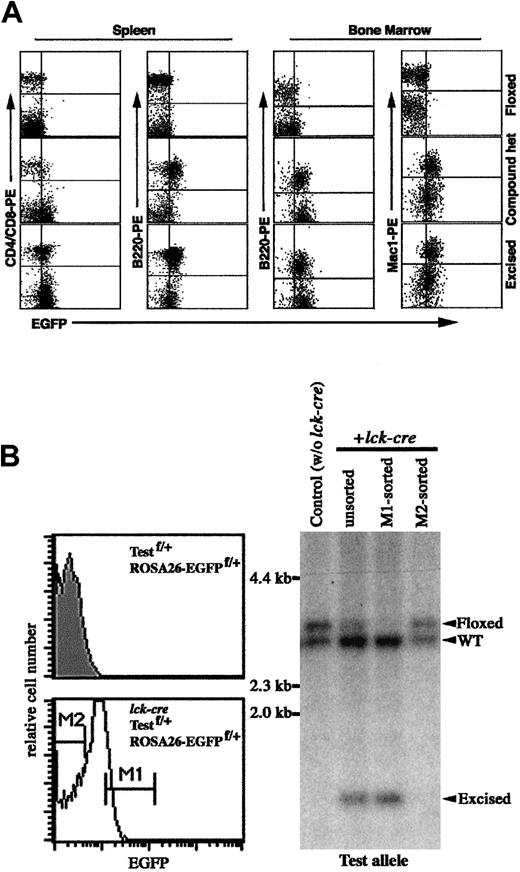 Fig. 2. Inducible and cell-type–specific activation of. / loxP-flanked ROSA26-EGFP allele byMx-cre or lck-cretransgenes. (A) Flow cytometric analysis of EGFP expression in cells from ROSA26-EGFPf/+ and ROSA26-EGFPf/+;Mx-cre mice injected with pI-pC. A mouse with excised ROSA26-EGFP allele was used as a positive control. Fluorescence intensity was represented on log scale. (B) The enrichment of thymocytes with excised test allele based on the activated expression of EGFP in ROSA26-EGFPf/+;Testf/+;lck-cremouse. (Left) Histogram of EGFP expression in thymocytes of heterozygous mouse with lck-cre (nonshaded) or withoutlck-cre (shaded). M1 and M2 indicate the EGFP+and EGFP− fractions of thymocytes from triple-compound mouse that are sorted. (Right) Southern blot analysis for the excision of the test floxed allele. Genomic DNAs were digested withSpeI and BglII. The positions of DNA bands representing WT, floxed, and excised test alleles are indicated.