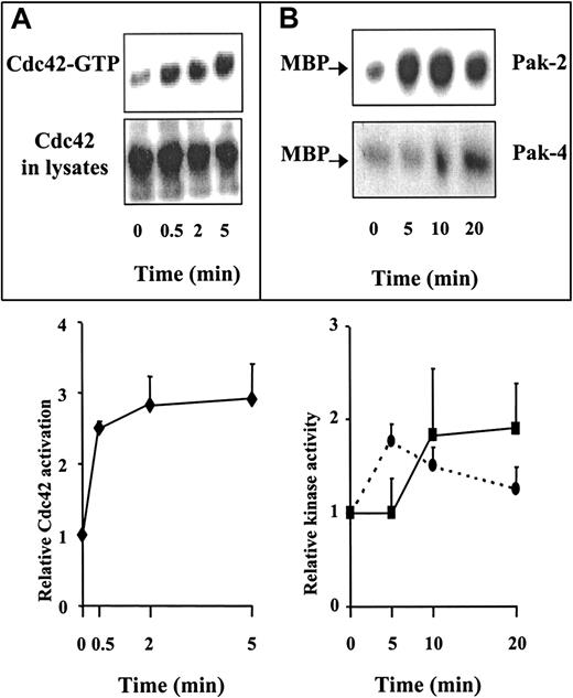 Fig. 3. SDF-1 activates Cdc42 and PAK in CEM cells. / (A) SDF-1 activates Cdc42. Cells deprived of serum were treated with 500 ng/mL SDF-1 for the indicated times, and Cdc42-GTP was pulled down using GST-CRIB. The top panel shows the kinetics of accumulated Cdc42 in the GTP-bound form that associates with GST-CRIB; the lower panel shows the total amount of Cdc42 in 4% of total cell extract. The bands corresponding to Cdc42-GTP were quantified by scanning densitometry, and the results shown are the mean ± SE of 3 independent experiments. (B) SDF-1 increases PAK-2 and PAK-4 kinase activity. Cells were stimulated as above and lysed. The lysates were immunoprecipitated with specific antibodies to PAK-2 or PAK-4. PAK activity was determined by in vitro kinase assay followed by SDS-PAGE and autoradiography. Quantitative analyses were performed by scanning densitometry, and the results shown are the mean ± SE of 5 (PAK-2) and 3 (PAK-4) independent experiments. (––), Pak-2; (––), Pak-4.