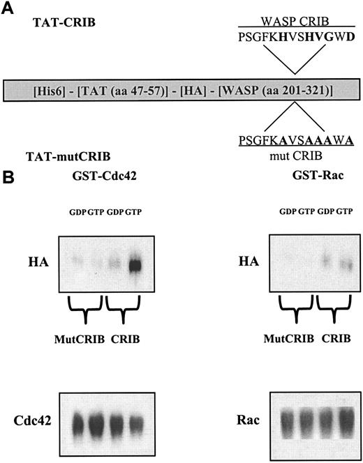 Fig. 4. Protein interactions. / (A) Characterization of TAT-CRIB and TAT-mutCRIB proteins. Features and functional domains of the fusion proteins: The fusion proteins are about 29 kd in size and contain a 6-histidine tag (His6), amino acids 47 to 57 of the HIV-TAT protein, a hemagglutinin tag (HA), and the extended CRIB domain of WASP. Critical residues in the CRIB domain and their substitution to alanine are shown in bold. (B) TAT-CRIB associates specifically with Cdc42-GTP. GST-Cdc42 or GST-Rac (2.5 μg) were coupled on GSH-agarose beads and loaded with GDP or GTP in 0.5 μM MgCl2 buffer. Purified TAT fusion proteins (100 ng) were added for 1 hour in a phosphate-buffered saline buffer containing 5 mM NH42SO4, 10 mM MgCl2, 300 mM NaCl, and 0.1 mg/mL bovine serum albumin. Following 3 washes, proteins bound to the beads were recovered, separated by 10% SDS-PAGE, and immunoblotted with the following antibodies: 12CA5 anti-HA–tag to visualize TAT-CRIB, rabbit anti-Cdc42 antiserum, or monoclonal anti-Rac for loading controls.