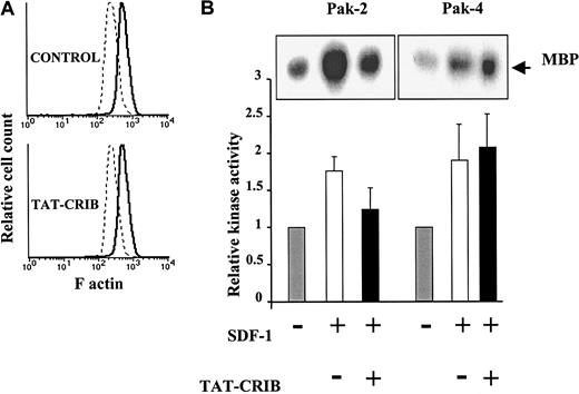 Fig. 6. Effects of cell treatment with TAT-CRIB. / (A) TAT-CRIB does not inhibit SDF-1–induced actin polymerization. After a 2-hour incubation in medium containing 300 μg/mL TAT-CRIB or not (control), CEM cells were stimulated with SDF-1 (300 ng/mL) for 30 seconds at 37°C. Cells were then fixed in paraformaldehyde, permeabilized, and incubated with fluorescein isothiocynate–labeled phalloidin. Analysis of fluorescein isothiocynate intensity on a FACSort (Becton Dickinson) showed that the baseline content of F-actin (dotted line) and its increase following SDF-1 stimulation (plain line) are not altered by TAT-CRIB. (B) Effects of TAT-CRIB on PAK-2 and -4 activities. Cells were preincubated with 300 μg/mL TAT-CRIB (+) or not (−) for 2 hours. Cells were then left unstimulated or were stimulated with 500 ng/mL SDF-1 for 5 (PAK-2) or 20 minutes (PAK-4) and lysed. The lysates were immunoprecipitated with anti–PAK-2 or anti–PAK-4, and PAK activity was determined by in vitro kinase assay. Data shown represent mean + SE of 4 (PAK-2) or 3 (PAK-4) independent experiments. Representative autoradiograms are shown in insets.