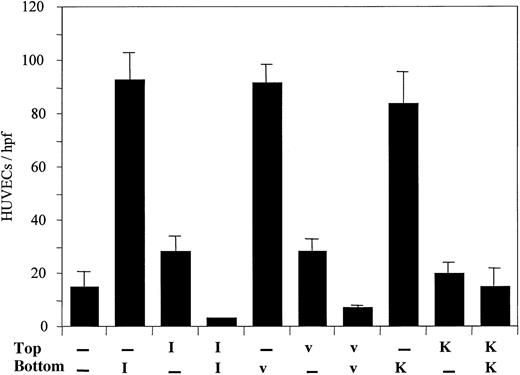Fig. 1. I-309, vMIP-I, and the CM from 6K apo(a) derivative incubated with HUVECs are chemotactic for endothelial cells. / I-309 or vMIP-I (100 ng/mL) was placed in both top and bottom wells, only in the top well (containing the HUVECs), or only in the bottom wells of the chemotaxis chamber. A recombinant apo(a) derivative containing 6 type 4 kringles, kringle V, and the protease domain of apo(a) (40 μg/mL) was incubated 6 hours with HUVECs and the CM (K) was tested for chemotactic activity as described for the purified chemokines. The − indicates medium 199; I, I-309; v, vMIP-I; K, medium from HUVECs treated with 6K apo(a) derivative. Significant activity was observed when the agonist was in the bottom chamber only indicating that the endothelial transmigration was due to chemotaxis and not due to chemokinesis. hpf, high power field.