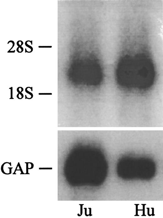 Fig. 6. RNA blot analysis of CCR8 mRNA in HUVECs. / Aliquots (10 μg) of total RNA from Jurkat cells (Ju) or from confluent HUVECs (Hu) were size-fractionated on agarose gels and hybridized to 32P-labeled human CCR8 cDNA as described in “Materials and methods.” GAPDH (GAP) is shown as a control for loading of samples. The cDNA was cloned as detailed in “Materials and methods” and the identity of the fragment as CCR8 mRNA was confirmed by sequence analysis.