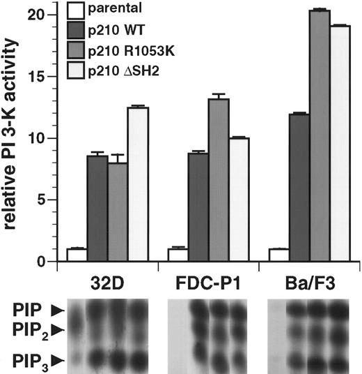 Fig. 2. The SH2 domain is not required for activation of PI 3-kinase in hematopoietic cell lines by p210 Bcr/Abl. / Top: PI 3-kinase activity in antiphosphotyrosine immunoprecipitates from lysates of the 3 indicated parental cell lines and polyclonal populations of each line transformed with p210 wild-type or the indicated SH2 mutants was determined and expressed as fold increased activity relative to parental cells. Data represent mean and standard deviation from 3 independent experiments. Similar results were obtained with assays of anti-p85 immunoprecipitates or whole cell lysates (data not shown). Bottom: Representative autoradiographs of thin-layer chromatograms of lipid kinase assays from these cell lines. Only the region containing phosphorylated PI products is reproduced. The positions of PIP, PIP2, and PIP3 are indicated by arrowheads at left; only the PI 3,4,5-P3(PIP3) species is exclusively generated by PI 3-kinase and was used to calculate activity.