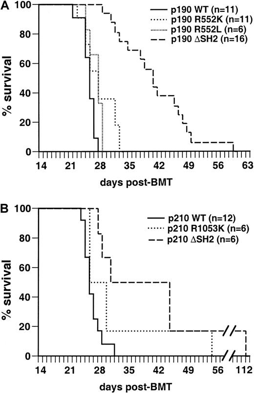 Fig. 3. The SH2 domain of p190 Bcr/Abl is not required for induction of B-lymphoid leukemia in mice. / Kaplan-Meier survival curve for recipients of marrow transduced with p190 BCR/ABL wild-type and the indicated SH2 mutants (panel A, top) and p210 BCR/ABL wild-type and SH2 mutants (panel B, bottom). Several independent transplantation experiments were carried out for each mutant with similar outcome, and the results are combined here. The number of individual mice in each arm is indicated. All animals developed B-lymphoid leukemia that was identical to that previously described,5 except that the majority of p190 ΔSH2-transduced mice had bulky lymphadenopathy at autopsy, with the size of individual lymph nodes from 5 to 12 mm and the combined weight of inguinal, axillary, and cervical nodes often exceeding 1 g (average, 0.65 ± 0.27 g versus 0.27 ± 0.15 g for p190 wild-type). The survival of mice receiving p190 ΔSH2-transduced marrow was significantly longer (P < .0001, Mantel-Cox test), whereas there was no significant difference in survival between p190 wild-type, p190 R552K, and p190 R552L.