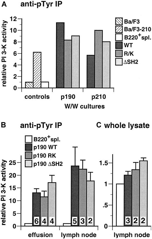 Fig. 6. Activation of PI 3-kinase in malignant lymphoblasts from mice with p190-induced B-lymphoid leukemia. / (A) Whitlock-Witte (W/W) cultures. Primary bone marrow cells were transduced with BCR/ABL wild-type and SH2 FLVRES (RK = R552K for p190 and R1053K for p210) and deletion (ΔSH2) mutants and cultured in vitro as described in “Materials and methods.” Stromal-independent populations of lymphoblasts were readily established, cell extracts prepared 12 to 14 days after transduction, and assayed for PI 3-kinase activity in antiphosphotyrosine immunoprecipitates. As controls, Ba/F3 parental cells or a population transformed with p210 BCR/ABL(Ba/F3-210), and B220+ splenocytes isolated from Balb/c mice 8 weeks after transplantation with untransduced donor marrow (B220+ spl.) were used. Results are representative of 3 independent experiments and expressed as fold increase in PI 3-kinase activity over that present in parental Ba/F3 cells. (B) Primary malignant lymphoblasts from diseased mice. Lysates from cells isolated from pleural effusion (left) or malignant lymph nodes (right) were assayed for PI 3-kinase activity in antiphosphotyrosine immunoprecipitates. Wright-Giemsa staining of cytospin preparations indicated that all populations were more than 80% lymphoblasts (data not shown). Results represent the mean and standard error of PI 3-kinase activity in tumor cell populations from several independent animals for each p190 genotype, as indicated by the numbers at the bottom, expressed as fold increase over control B220+splenocytes (B220+ spl.). The difference in mean lymph node PI 3-kinase activity between p190 wild-type and p190 ΔSH2 was not significant (P = .66, Student t test). (C) Whole cell lysate assay. PI 3-kinase activity was measured in diluted whole cell lysates from lymph node-derived lymphoblasts and control B220+ splenocytes, as described in “Materials and methods.” Results represent the mean and standard error for PI 3-kinase activity in lymphoblasts from several independent mice, as indicated, expressed as fold increase over B220+splenocytes.
