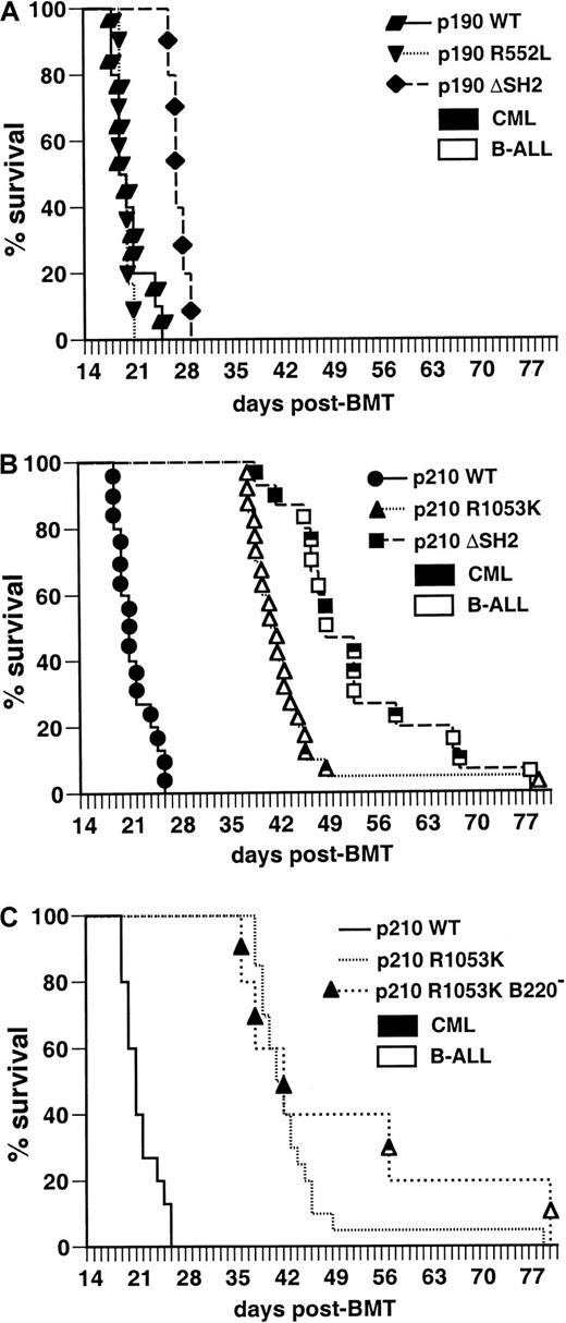 Fig. 7. The phosphotyrosine-binding function of the Abl SH2 domain is required for efficient induction of CML-like disease in mice by p210. / BCR/ABL but not by p190. Kaplan-Meier survival curves for recipients of marrow transduced withBCR/ABL wild-type and the indicated SH2 mutants; the individual mice in each arm are designated by the symbols. Several independent transplantation experiments were carried out for each mutant with similar outcome, and the results combined here. (A) Survival curve for recipients of p190 BCR/ABL wild-type (WT)- and SH2 mutant-transduced marrow (p190 WT = 10, p190 R552L = 6, and p190 ΔSH2 = 5); all mice developed CML-like disease (closed symbols). There was no significant difference in survival between p190 WT and p190 R552L recipients, whereas the increased survival of p190 ΔSH2 recipients relative to WT was of borderline significance (P = .005, Mantel-Cox test). (B) Survival curve for recipients of p210 BCR/ABL WT and SH2 mutant-transduced marrow (p210 WT = 15, p210 R1053K = 20, p210 ΔSH2 = 15). All recipients of p210 WT-transduced marrow developed CML-like disease (closed symbols), whereas recipients of marrow transduced with the p210 R1053K SH2 mutant developed predominantly B-lymphoid leukemia (open symbols). Recipients of p210 ΔSH2-transduced marrow developed CML-like disease, B-lymphoid leukemia, or both malignancies simultaneously (indicated by the mixed symbols). Mice were diagnosed with simultaneous B-lymphoid leukemia and CML-like disease if they exhibited the cardinal clinicopathologic features of each disease (bloody pleural effusion and lymphadenopathy for B-lymphoid leukemia; peripheral blood neutrophil count more than 50 × 103/μL, splenomegaly more than 0.5 gm, and pulmonary parenchymal hemorrhage for CML-like disease) to an extent that both malignancies contributed to premorbidity or death. The survival of mice receiving marrow transduced with either p210 SH2 mutant was significantly longer than that of recipients of p210 wild-type-transduced marrow (P < .0001, Mantel-Cox test). (C) Survival curve for recipients of p210 R1053K-transduced marrow that was depleted of B220-expressing cells before transplantation. The survival curves for recipients of p210 R1053K-transduced unfractionated marrow and for p210 WT-transduced marrow (identical to those in panel B) are reproduced for comparison.