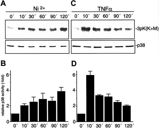 Fig. 2. Activation of endothelial p38 by NiCl2 and TNFα. / HUVECs were stimulated with 1.5 mM NiCl2 (A-B) or 1.5 ng/mL TNFα (C-D) for the time intervals indicated. Relative p38 activity was quantified by densitometrical evaluation of autographs and is depicted as mean ± SEM of 3 independent experiments. Immune-complex kinase assays were performed as described in “Materials and methods” with the use of 3pK K73M as substrate. Protein loads were controlled by Western blot with the use of an antiserum against p38.