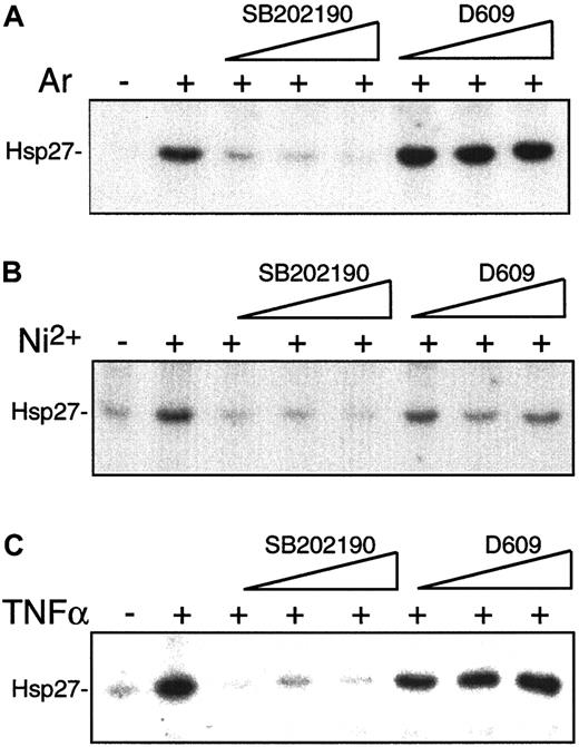 Fig. 4. Inhibition of NiCl2-induced endothelial p38 activation in a concentration-dependent manner by SB202190 but not D609. / To study the effects of pharmacological inhibitors SB202190 and D609 on p38 activity, HUVECs were left unstimulated or exposed to arsenite (A) or NiCl2 (B) for 60 minutes or to TNFα (C) for 30 minutes in the absence or presence of 1.25, 5.0, or 20 μM SB202190 or 1.56, 6.25, or 25 μg/mL D609, which was added to the culture medium 30 minutes prior to stimulation. After cell lysis, MAPKAP kinases 2 and 3 were immunoprecipitated and assayed for activity with Hsp27 used as substrate.