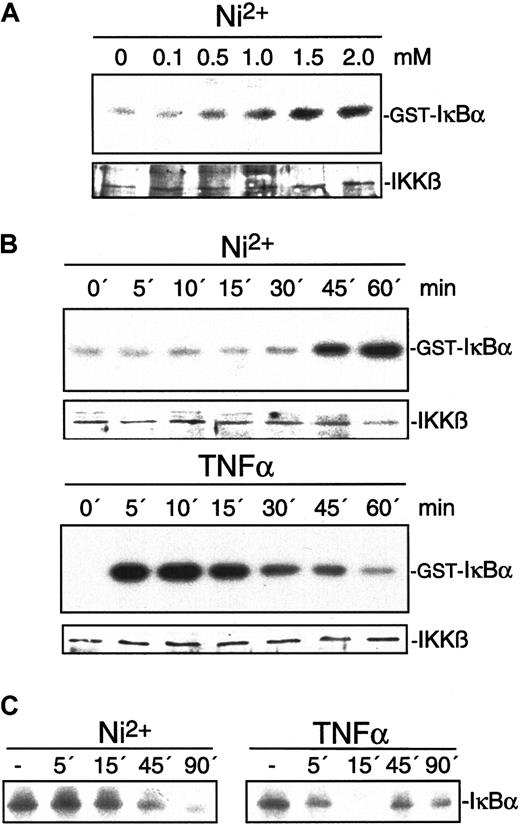 Fig. 6. Effect of NiCl2 on IKKβ and IκBα. / Exposure of HUVECs to NiCl2 leads to activation of IKKβ and degradation of IκBα. (A) Endothelial cells were stimulated for 30 minutes with different concentrations of NiCl2 as indicated. Thereafter, cell extracts were prepared and IKKβ was assayed in immune-complex kinase assays using GST-IκBα as a substrate. (B) HUVECs were exposed to 1.5 mM NiCl2 for 0, 5, 10, 15, 30, 45, or 60 minutes. IKKβ activity was determined by immune-complex kinase assays as described above. Protein loads were controlled by Western blot with the use of an antiserum to IKKβ. (C) HUVECs stimulated with 1.5 mM NiCl2 or 2 ng/mL TNFα for 0, 5, 15, 45, or 90 minutes were processed for Western blot analysis.IκBα immunoreactivity is visualized as a 40-kd protein.
