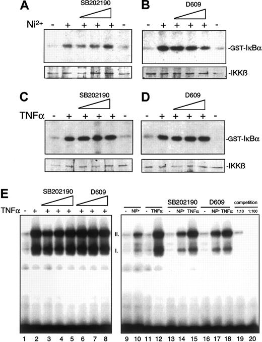Fig. 8. Pharmacological inhibition of p38 or PC-PLC and its effect on induced activation of IKKβ and NF-κβ DNA-binding affinity. / (A-D) HUVECs were preincubated for 30 minutes with increasing concentrations of SB202190 (1.25, 5, or 20 μM) (A, C) or D609 (1.56, 6.25, or 25 μg/mL) (B, D) and subsequently either left untreated or stimulated for 1 hour with 1.5 mM NiCl2 or 2 ng/mL TNFα as indicated. Cell lysates were subsequently assayed for IKKβ activity. (E) HUVECs were pre-incubated with 1.25 (lane 3), 5 (lane 4), or 20 μM SB202190 (lane 5) or with 1.56 (lane 6), 6.25 (lane 7), or 25 μg/mL D609 (lane 8) and subsequently stimulated with NiCl2 or TNFα as indicated. Thereafter, nuclear extracts were obtained and an electrophoretic mobility shift assay (EMSA) was performed as described in “Materials and methods.” For lanes 13 through 18, 20 μM SB202190 or 25 μg/mL D609 was added to nuclear extracts only during the EMSA reaction procedure in order to study potential interaction of inhibitors with the binding of NF-κB to its cognate binding site. I and II indicate the major NF-κB complexes formed as determined by competition assays with unlabeled probes (lanes 19 and 20).