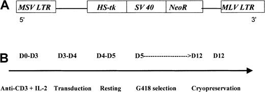 Fig. 1. G1Tk1SvNa vector and preparation of the HS-tk–expressing T cells. / G1TK1SvNA vector (A) and steps for GMC preparation (B). MSV indicates Moloney sarcoma virus; LTR, long terminal repeat; MLV, Moloney leukemia virus.
