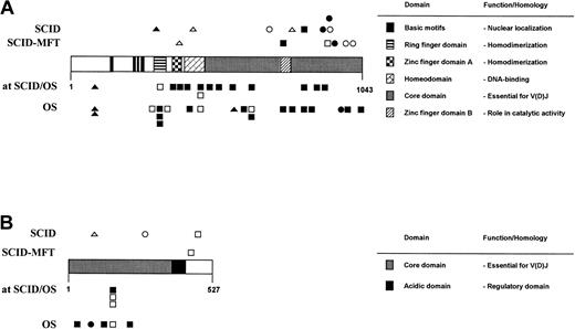Fig. 1. Summary of the position and nature of the mutations inRAG-dependent immunodeficiency. / Frameshift mutations are indicated by a triangle, nonsense mutations by a circle, and missense mutations by a square. Open symbols refer to homozygous alleles, and filled symbols represent alleles found at the heterozygote status. (A) RAG-1. (B) RAG-2. In both panels, mutations are shown according to the 4 categories discussed in the text: T-B- SCID (SCID) and SCID with maternal fetal transfusion (SCID/MFT), which are shown above the bars; atypical SCID/OS (at SCID/OS) and Omenn syndrome (OS), which are shown below the bars. The various domains defined in RAG-1 (A) andRAG-2 (B) are shown at the right of the panels.