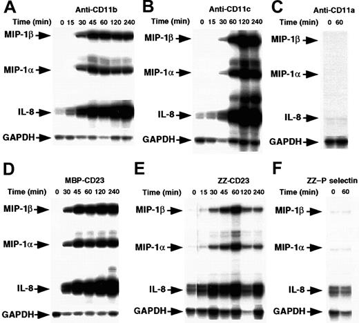 Fig. 1. Time course of MIP-1α and MIP-1β mRNA induction by β2 integrin engagement. / Nonadherent human monocytes (7 × 106 cells) were left untreated or stimulated for various times with the following effectors: anti-CD11b (ICRF44, 2 μg/mL; A) anti-CD11c (BU15, 2 μg/mL; B), anti-CD11a (BU17, 2 μg/mL; C) MBP-CD23 (1 μg/mL; D) ZZ-CD23 (1 μg/mL; E), and ZZ–P selectin (5 μg/mL; F). Cells were then harvested and total RNA was isolated and analyzed by RPA for expression of MIP-1α, MIP-1β, IL-8, and GAPDH mRNAs. Results are representative of 2 distinct experiments.