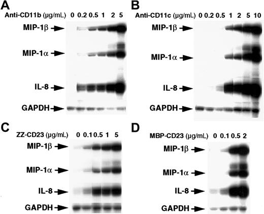 Fig. 2. Dose-dependent stimulatory effect of anti-CD11b and anti-CD11c mAbs and sCD23 chimeric proteins on the steady-state level of MIP-1α and MIP-1β mRNAs. / Monocytes (7 × 106 cells) were left untreated or incubated for 1 hour with various concentrations of the following effectors: anti-CD11b (ICRF44; A), anti-CD11c (BU15; B), ZZ-CD23 (C), and MBP-CD23 (D). RNA was isolated and analyzed for expression of MIP-1α, MIP-1β, IL-8, and GAPDH mRNAs. Results are representative of 2 distinct experiments.