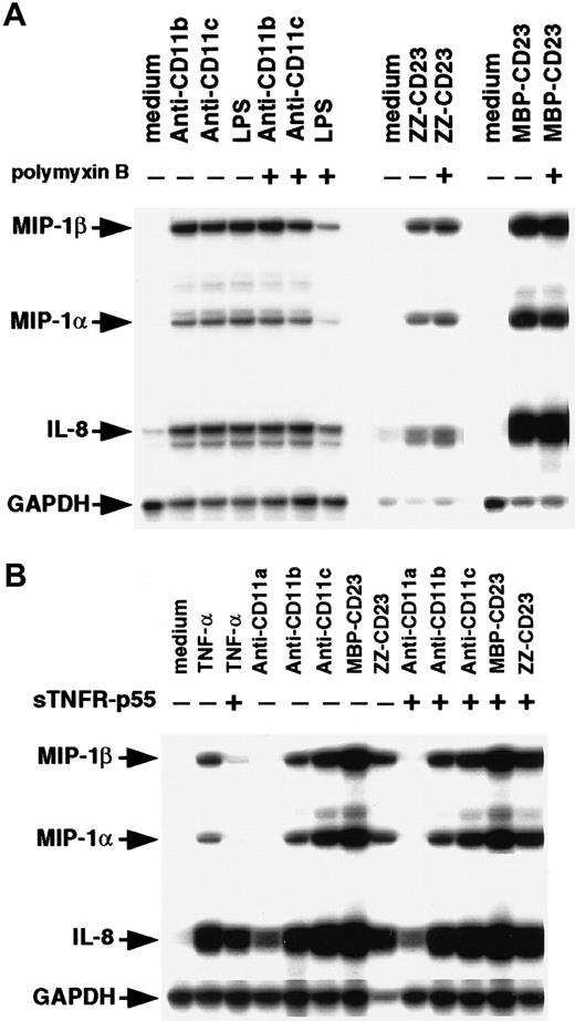Fig. 4. Effect of polymyxin B and sTNFR-p55 on induction of MIP-1α and MIP-1β mRNAs. / (A) Nonadherent human monocytes (7 × 106 cells) were left untreated or stimulated for 1 hour at 37°C with either anti-CD11b (5 μg/mL), anti-CD11c (5 μg/mL), LPS (200 ng/mL), ZZ-CD23 (1 μg/mL), or MBP-CD23 (1 μg/mL) in the presence or absence of polymyxin B (10 μg/mL). (B) Monocytes (7 × 106cells) were left untreated or cultured for 1 hour at 37°C with anti-CD11a (5 μg/mL), anti-CD11b (5 μg/mL), anti-CD11c (5 μg/mL), MBP-CD23 (1 μg/mL), ZZ-CD23 (1 μg/mL), or soluble TNF-α (10 ng/mL) in the presence or absence of sTNFR-p55 (10−8 M). RNA was isolated and analyzed by RPA for expression of MIP-1α, MIP-1β, IL-8, and GAPDH mRNAs. Results are representative of 2 distinct experiments.