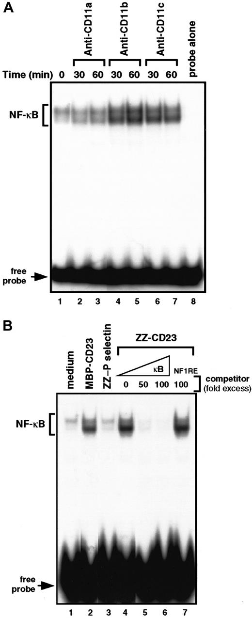 Fig. 5. Engagement of β2 integrins at the monocyte cell surface stimulates NF-κB DNA-binding activity. / (A) Nonadherent monocytes were left untreated (lane 1) or stimulated for 30 and 60 minutes with anti-CD11a (BU17, 5 μg/mL; lanes 2 and 3), anti-CD11b (ICRF44, 5 μg/mL; lanes 4 and 5), or anti-CD11c (BU15, 5 μg/mL; lanes 6, 7) mAbs. Nuclear extracts were prepared and NF-κB DNA-binding activity was assessed in bandshift experiments. Lane 8 shows the migration of the radiolabeled κB probe in the absence of nuclear extracts. (B) Nonadherent monocytes were incubated for 30 minutes with medium alone (lane 1), MBP-CD23 (2 μg/mL; lane 2), ZZ–P selectin (5 μg/mL; lane 3), or ZZ-CD23 (5 μg/mL; lane 4). NF-κB DNA-binding activity was measured in 5 μg nuclear extracts in bandshift experiments. The specificity of the DNA-binding complex was analyzed by incubation with a 50- and 100-fold excess of unlabeled κB probe (lanes 5 and 6) or a 100-fold excess of NF-1 oligonucleotide (lane 7) under the conditions depicted in lane 4. Results are the most representative of 4 distinct experiments.