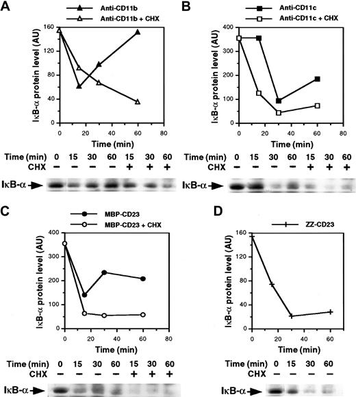 Fig. 6. Ligation of β2 integrins induces IκB-α degradation. / Nonadherent monocytes were preincubated for 30 minutes with or without 10 μg/mL cycloheximide and then stimulated for various times with anti-CD11b mAb (10 μg/mL; A), anti-CD11c mAb (10 μg/mL; B), MBP-CD23 (1 μg/mL; C) or ZZ-CD23 (5 μg/mL; D). Whole-cell extracts were prepared and 50 μg protein was separated on 10% SDS-PAGE and transferred to nitrocellulose membranes. IκB-α proteins were revealed with anti–IκB-α polyclonal serum followed by an ECL reaction. Diagrams represent the densitometric scanning of IκB-α protein levels in each Western blot. Results are representative of 2 experiments.