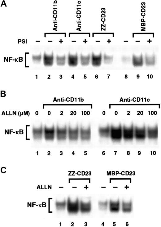 Fig. 7. Effect of proteasome inhibitors on NF-κB activation induced by β2 integrin triggering. / (A) Nonadherent monocytes (10-15 × 106 cells) were not preincubated (lanes 1, 2, 4, 6, 8, 9) or were preincubated with 100 μM PSI for 1 hour (lanes 3, 5, 7, and 10) and then stimulated with medium alone (lanes 1 and 8), anti-CD11b mAb (10 μg/mL; lanes 2 and 3), anti-CD11c mAb (10 μg/mL; lanes 4 and 5), ZZ-CD23 (5 μg/mL; lanes 6 and 7), or MBP-CD23 (2 μg/mL; lanes 9 and 10) for 30 minutes. (B) Nonadherent monocytes were pretreated with increasing amounts of ALLN (2, 20, and 100 μM) for 1 hour (lanes 3-5 and 8-10) and then stimulated with mAbs to CD11b (10 μg/mL) or CD11c (10 μg/mL) for 30 minutes. (C) Nonadherent monocytes were incubated for 1 hour without ALLN (lanes 1, 2, 4, and 5) or with 100 μM ALLN (lanes 3 and 6) before stimulation for 30 minutes with ZZ-CD23 (5 μg/mL; lanes 2 and 3), MBP-CD23 (2 μg/mL; lanes 5 and 6), or medium alone (lanes 1 and 4). Nuclear extracts were prepared and analyzed for NF-κB DNA-binding activity in bandshift experiments. Results are representative of 3 similar experiments.