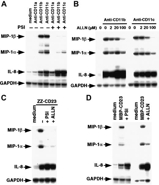 Fig. 8. Effect of proteasome inhibitors on steady-state levels of MIP-1α, MIP-1β, and IL-8 mRNAs induced by anti-CD11b/c mAbs or sCD23 fusion proteins. / (A) Nonadherent monocytes (7 × 106 cells) were not preincubated or were preincubated with 40 μM PSI for 1 hour and then stimulated for 30 minutes with medium alone, anti-CD11a (5 μg/mL), anti-CD11b (5 μg/mL), or anti-CD11c (5 μg/mL) mAbs. (B) Cells were pretreated with increasing amounts of ALLN (2, 20, and 100 μM) for 1 hour and then stimulated with anti-CD11b (5 μg/mL) or anti-CD11c (5 μg/mL) mAbs for 30 minutes. (C,D) Monocytes were not preincubated or were preincubated for 1 hour with 40 μM PSI or 100 μM ALLN before stimulation for 30 minutes with ZZ-CD23 (2 μg/mL), MBP-CD23 (1 μg/mL), or medium alone. Total RNAs were isolated and analyzed by RPA. Results are representative of 3 similar experiments.