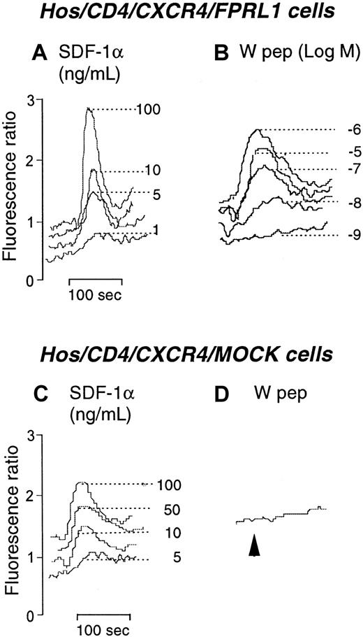 Fig. 4. Calcium mobilization in receptor-transfected Hos cells. / (A) and (B) Ca++ flux by Hos/CD4/CXCR4/FPRL1 cells in response to SDF-1α and W peptide. (C) and (D) Ca++ flux in Hos/CD4/CXCR4/Mock cells in response to SDF-1α and W peptide (1 μM).
