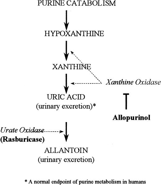 Fig. 1. Mechanism of action: rasburicase and allopurinol. / Depicted is the pathway of purine catabolism. Rasburicase is a recombinant form of urate oxidase, an enzyme that converts uric acid to allantoin. Allopurinol in comparison acts by inhibiting the endogenous enzyme xanthine oxidase, thereby inhibiting formation of uric acid.