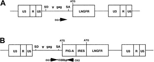 Fig. 1. Schematic representation of the MN (upper) and MPIN (lower) retroviral vectors. / Primers used for polymerase chain reaction are indicated at the corresponding positions by arrowheads. U3, R, U5 = Moloney long terminal repeat elements; SD = splice donor site; SA = splice acceptor site; Ψ = vector packaging sequence; ATG = start codon.