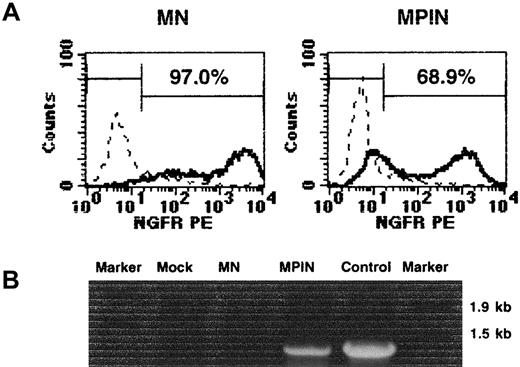 Fig. 2. Characterization of MN and MPIN vectors. / (A) NGFR surface expression in the transduced NIH3T3 cells with 1:25 dilution of MN or MPIN vector supernatant. (B) Detection of the region including PIG-A in MPIN-transduced NIH3T3 cells by PCR. DNA was isolated from transduced (MN or MPIN) or untransduced (mock) NIH3T3. A region including vector plus 5′ PIG-A was amplified by PCR. For positive control, the MPIN vector plasmid was used as a template, and Marker 6 was loaded as a marker.