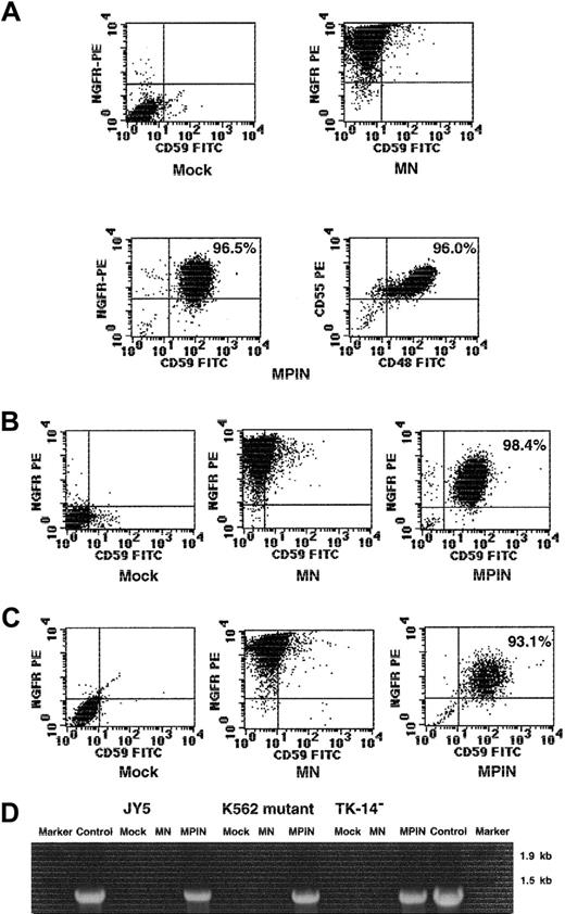 Fig. 3. Gene transfer by MPIN into PNH-phenotype hematopoietic cell lines restores PIG-A function. / (A) GPI-APs (CD55, CD59, CD48) and NGFR surface expression of PIG-A–deficient B-lymphoblastoid cell line JY5 transduced with MN or MPIN on day 39. (B) (C) GPI-AP (CD59) and NGFR surface expression of PIG-A–deficient K562 mutant cell line (panel B) and PIG-A–deficient B-lymphoblastoid cell line (TK-14−) established from a patient with PNH (panel C), transduced with MN or MPIN on day 21. (D) Detection of the region including PIG-A in MPIN-transduced cell lines (JY5, K562 mutant, and TK-14−) by PCR. DNA was isolated from transduced (MN or MPIN) or untransduced (mock) cell lines. A region including vector plus 5′ PIG-A was amplified by PCR. For positive control, the MPIN vector plasmid was used as a template, and Marker 6 was loaded as a marker.