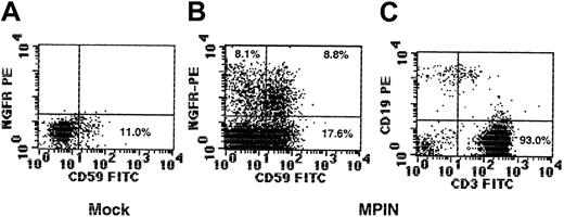 Fig. 4. Retroviral vector MPIN restores PIG-A function in PNH-phenotype PBMCs. / GPI-AP (CD59), NGFR, CD3, and CD19 surface expression of MPIN-transduced MNCs from a patient with PNH on day 19.