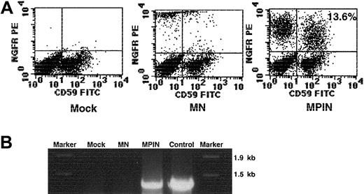 Fig. 6. Retroviral vector MPIN restores PIG-A function in PNH-phenotype BMMCs. / (A) GPI-AP (CD59) and NGFR surface expression of the pooled colonies/bursts generated from PNH-phenotype BMMCs transduced with MN or MPIN. (B) Detection of the region including PIG-A in MPIN-transduced colonies/bursts generated from PNH-phenotype BMMCs by PCR. DNA was isolated from transduced (MN or MPIN) or untransduced (mock) colonies/bursts. A region including vector plus 5′PIG-A was amplified by PCR. For positive control, the MPIN vector plasmid was used as a template, and Marker 6 was loaded as a marker.