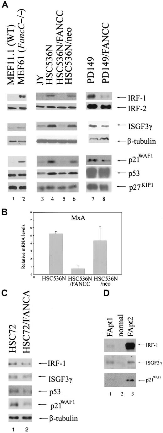 Fig. 1. Expression of IRF-1, ISGF3γ, and p21WAF1 is reduced in FA-C MEFs, B lymphoblasts, and FA patient LDBMCs. / (A) Immunoblot analysis of the FancC mutant MEF cell line (MEF61) shows increased expression levels of IRF-1, ISGF3g, and p21WAF1 compared with the WT MEF cell line (MEF1.1) (lane 2 vs lane 1). The FANCC mutant B-lymphoblast line HSC536N, the HSC536N line transduced with a vector only (HSC536N/neo), and PD149 (lanes 4, 6, and 7, respectively) show increased IRF-1, ISGF3γ, and p21WAF1 expression compared with the normal cell line JY (lane 3) and with cells corrected for the defect by retroviral transduction of the FANCC cDNA (HSC536N/FANCC) (lane 5) or PD149/FANCC (lane 8). However, FA-C cells express normal levels of IRF-2, p53, and p27KIP1. To demonstrate equivalent loading of the ISGF3γ blots, β-tubulin is used. (B) Real-time reverse transcriptase PCR demonstrates up-regulation of MxA in HSC536N and HSC536N/neo compared with the corrected cells HSC536N/FANCC. This is a representative experiment. Error bars are based on duplicate samples. (C) The FA-C cell line HSC72 expresses equivalent levels of IRF-1 and ISGF3γ compared with cells corrected for the defect. The cells do express slightly more p21WAF1, but equivalent p53. To demonstrate equivalent loading of the p21 blot, β-tubulin is used. (D) LDBMCs derived from 2 FA patients show up-regulation of IRF-1, ISGF3γ, and p21WAF1 compared with cells derived from normal individual (lanes 1 and 3 vs lane 2).
