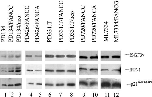 Fig. 2. Human FA fibroblasts express equivalent levels of IRF-1, ISGF3γ, and p21WAF1. / Immunoblot analysis of human FA-C fibroblasts PD134 (lane 1), PD134/neo (lane 3), PD426/FANCA (lane5), PD331.T (lane 6), and PD331.T/neo (lane 8); the FA-A fibroblasts PD720/FANCC (lane 9); and the FA-G fibroblast line ML7334 (lane 11) express equivalent levels of ISGF3γ, IRF-1, and p21WAF1 compared with those cells corrected for the defect by retroviral transduction of the appropriate FA cDNA: PD134/FANCC (lane 2), PD426/FANCC (lane 4), PD331.T/FANCC (lane 7), PD720/FANCA (lane 10), ML7334/FANCG (lane 12).