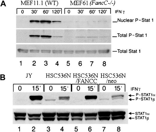 Fig. 3. STAT1 phosphorylation at tyrosine 701 is reduced in MEFs and B lymphoblasts. / (A) Immunoblot analysis demonstrates that phosphorylation of STAT1 is reduced in both nuclear extracts and total cell extracts (upper and middle panel respectively) from FancC−/− MEFs (MEF61) (lanes 5 through 8) compared with WT cells (MEF11.1) (lanes 1 though 4) following stimulation with 1 ng/mL IFNγ for the indicated times. Total STAT1 levels (lower panel) were equivalent (lanes 1 through 4 compared with lanes 5 through 8). (B) Phosphorylation of STAT1 (upper panel) is reduced in total cell extracts from HSC536N (lanes 3 and 4) and HSC536N/neo (lanes 7 and 8) compared with JY (lanes 1 and 2) and HSC536N/FANCC (lanes 5 and 6) following stimulation with 1 ng/mL IFNγ at 37°C for 15 minutes (lanes 2, 4, 6, and 8). Total STAT1 levels were slightly higher in the mutant cells (but phosphorylation levels are reduced) (lower panel).