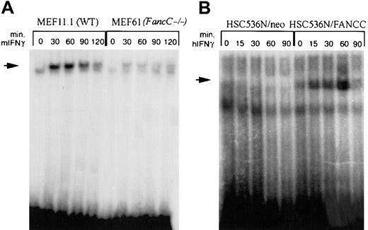 Fig. 5. STAT1 binding to the IRF-1 GAS element is reduced in FA-C cell lines. / EMSA of STAT1 binding to oligonucleotides corresponding to the GAS element in the IRF-1 promoter. (A) IFNγ-inducible STAT1 binding is diminished in FancC−/− cells (MEF61) (lanes 6 through 10) compared with WT MEFs (MEF11.1) (lanes 1 through 5). Murine IFNγ was used at 1 ng/mL at 37°C. (B) No STAT1 binding occurs in HSC536N/neo (lanes 1 through 5), whereas in HSC536N/FANCC, STAT1 binds in an IFNγ-inducible manner (lanes 6 through 10). Cells were treated with 1 ng/mL human IFNγ at 37°C.