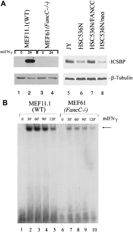 Fig. 6. ICSBP is expressed at reduced levels in FA-C cells. / (A) Immunoblot analysis demonstrates that ICSBP is expressed inducibly (50 ng/mL IFNγ for 24 hours) in wild-type MEFs (MEF11.1) (lane 2) at high levels. ICSBP expression in the FancC−/−MEF line (MEF61) is significantly reduced compared with the wild-type cells (lane 4 vs lane 2). Constitutive expression of ICSBP is reduced in FA-C B lymphoblasts compared with normal and corrected cells (lanes 6 and 8 vs lanes 5 and 7). The same blot was stripped and reprobed with β-tubulin to demonstrate equivalent loading (lower panel). (B) EMSA of the GAS element of murine ICSBP demonstrates reduced IFNγ-stimulated binding in FancC−/− MEFs compared with WT MEFs. Cells were stimulated with 1 ng/mL murine IFNγ for the indicated times.