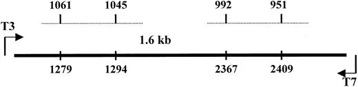 Fig. 3. Alignment of the cDNA of NK-1 and clone 1. / Dashed lines represent the homologous regions of NK-1 with the spanning regions indicated at the top for NK-1 and the bottom for clone 1.